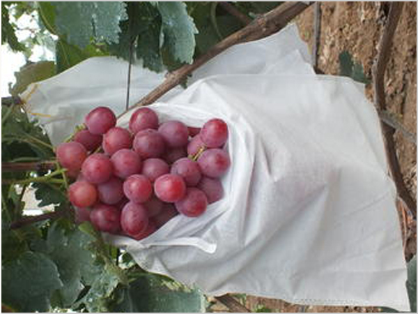 農業無紡布-防蟲防草防霜無紡布.jpg 農業無紡布-防蟲防草防霜無紡布.jpg